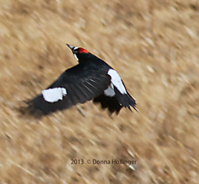 Acorn Woodpecker flying up