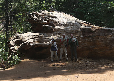 Sandy, Whit, and Dave giving some scale to the Felled Sequoia