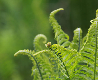 Unfurling Ferns