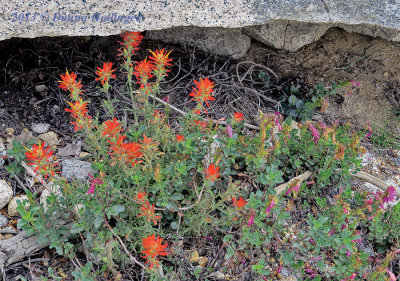 Indian Paintbrush Wildflower