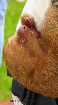 Closeup of Baby Sloth's Head