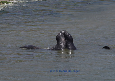 Elephant Seals 