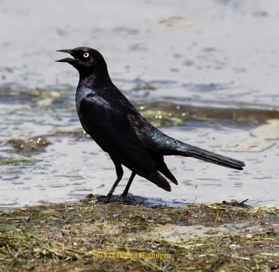 Male Brewer's Blackbird