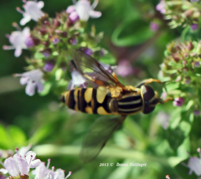 Hoverfly on Thyme