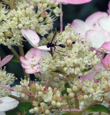 Azalea Flower Hosting a Wasp