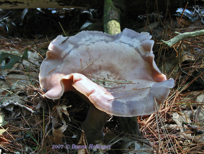 A Big Mushroom We Found on the Assabet
