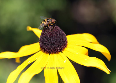 Hoverfly on Rudebeckia