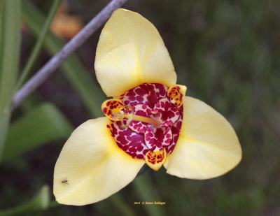 Mexican Shell Flower