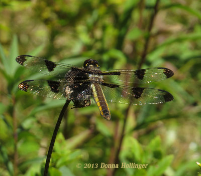 Twelve Spotted Skimmer (female)