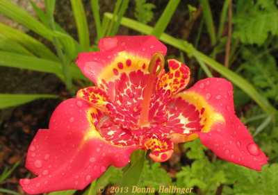 Tigridia Blossom in the Garden