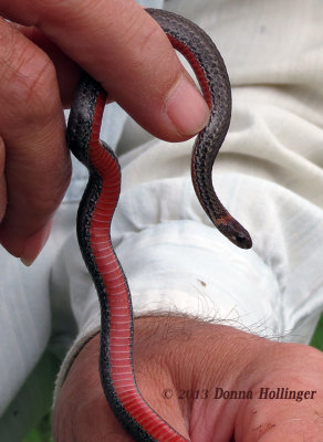 CU of Red Bellied Snake in Peter's Hands