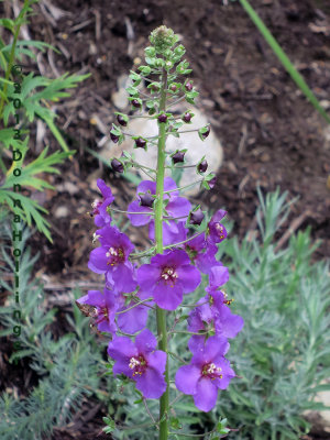 Verbascum Flower