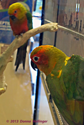 Two Conures Waking Up