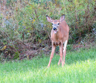 Fawn Eating Apples At Dusk