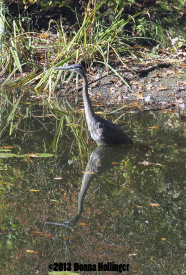 Great Blue Heron in Auburn Lake