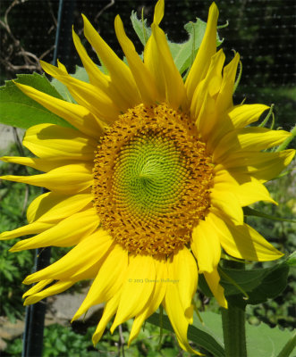 Sunflower in my Garden