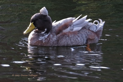 Horsefeathers on a duck