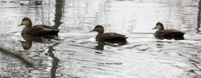 3 Black Duck X Mallard Hybrids 