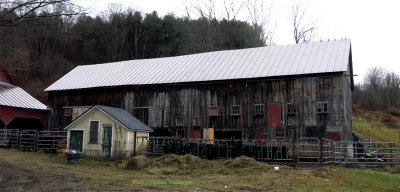 Moore's Barn with Cows