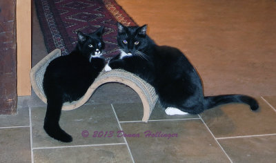 Jimi and Rocky occupying the Catnip Scratch Pad
