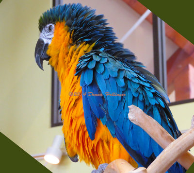 Fluffed Out Macaw