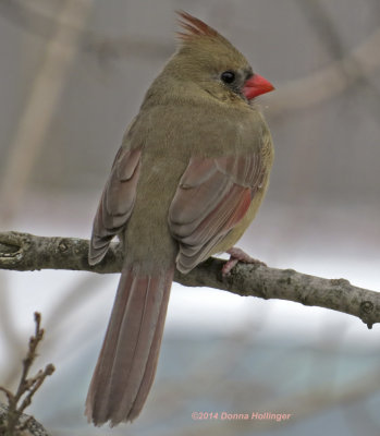 Female Cardinal Outside My Window