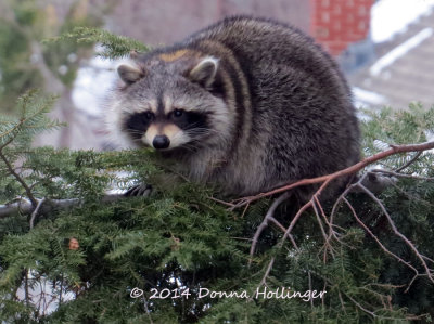 Raccoon in the Spruce Tree