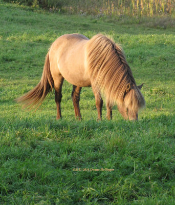 Icelandic Horse in Tunbridge