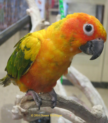 Sunny Conure II