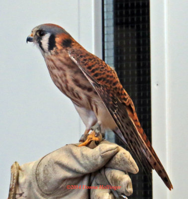 A Kestrel as big as your Fist