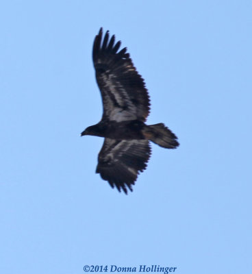 In Focus Flying Bald Eagle Immature!