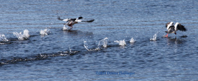 Common Mergansers (drakes) in PreFlight 