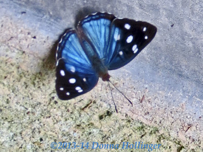 Blue Butterfly761.perubf.8441.jpg