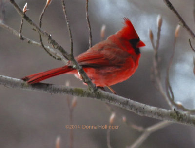 Bright Male Cardinal