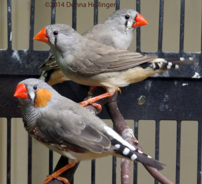 Three Zebra Finches