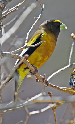 Evening Grosbeak