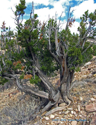 Dessicated Juniper at Ghost Ranch