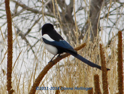 Magpie in Colorado