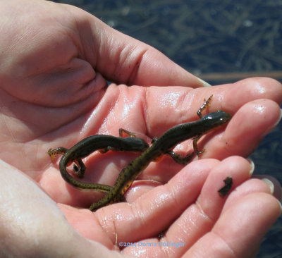 Two Newts in Peters Hands