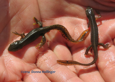 Two Newts Squirming Around