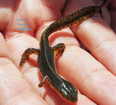 Closer still, One Newt