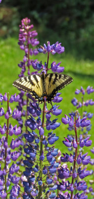 Swallowtail in the Trial Gardens