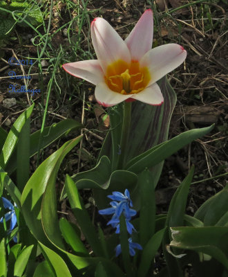 Tulipa Tarda with Siberian Scilla