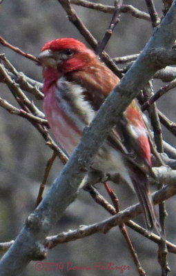 Purple Finch Today