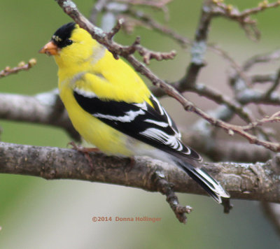 Still Becoming Gold Finch