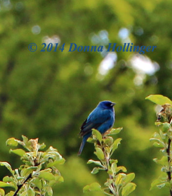 Indigo Bunting has arrived!