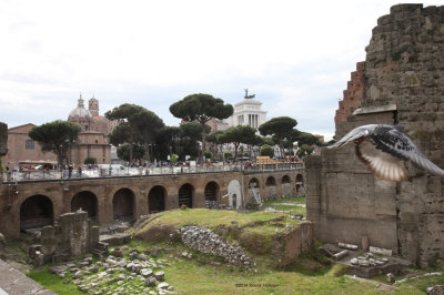 Roman Forum with a Pigeon