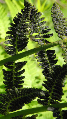 Interrrupted Fern Spores