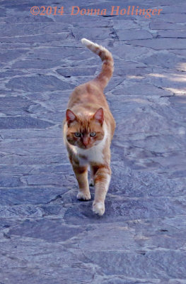 Beautiful Gold and White Kitty