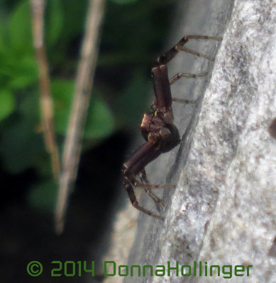 Crab Spider